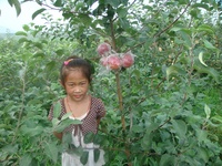 蜜脆苹果