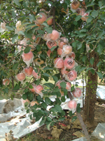 岳香苹果