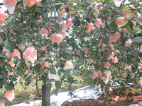 岳香苹果