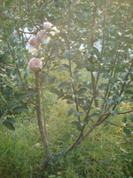岳香苹果