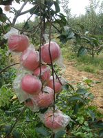 岳香苹果