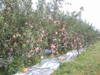 岳香苹果