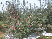 岳香苹果