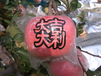 岳香苹果