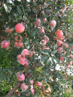 岳香苹果
