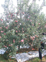 岳香苹果