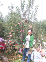 岳香苹果