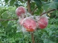 蜜脆苹果